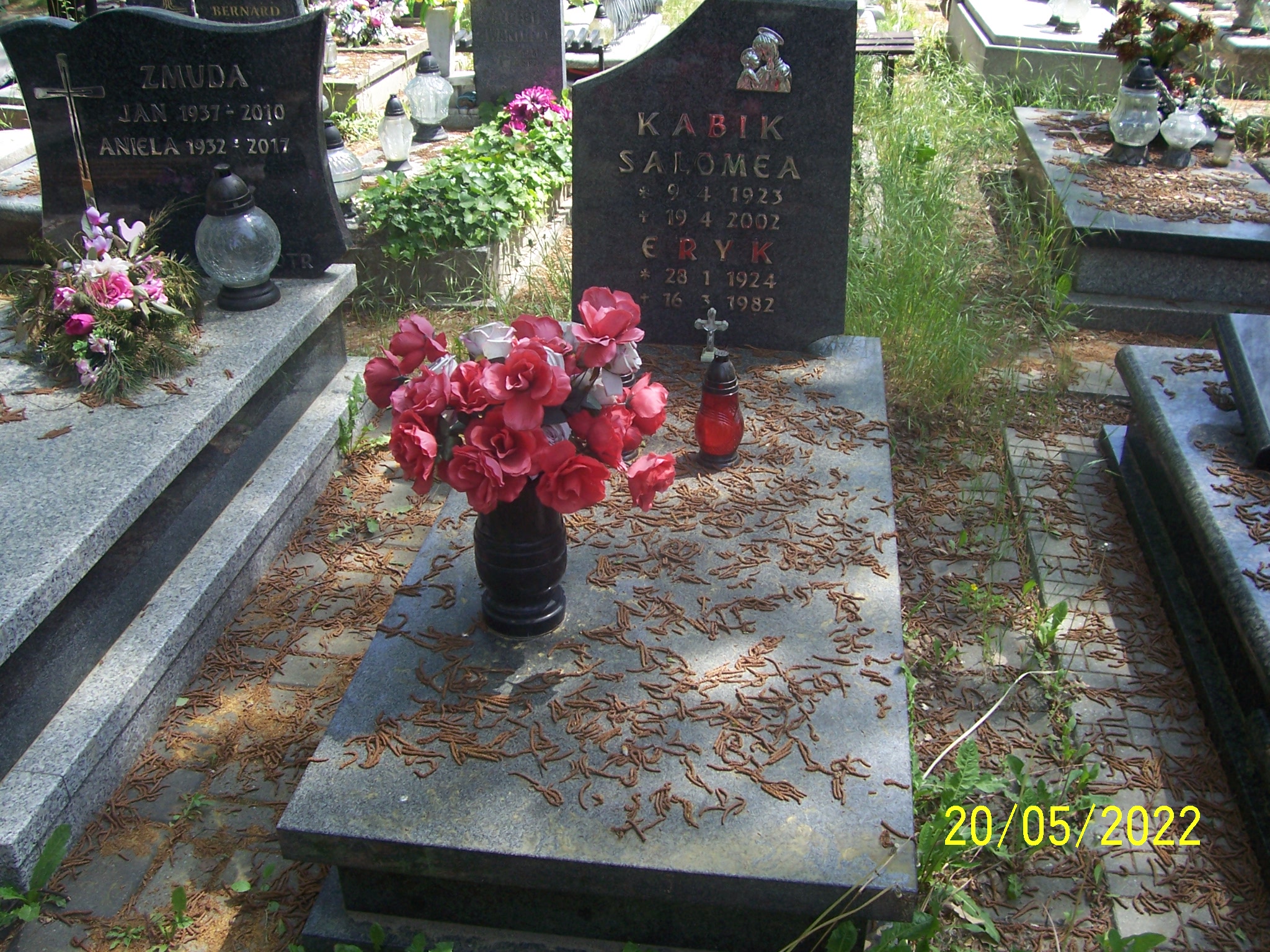 Grób Salomea Kabik Brachmańska